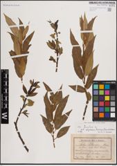 Foto von Salix fragilis L.